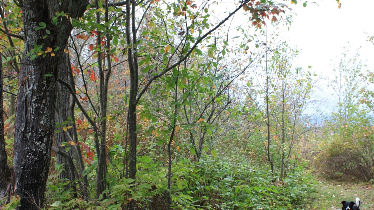 Photo of Others in Thessalon