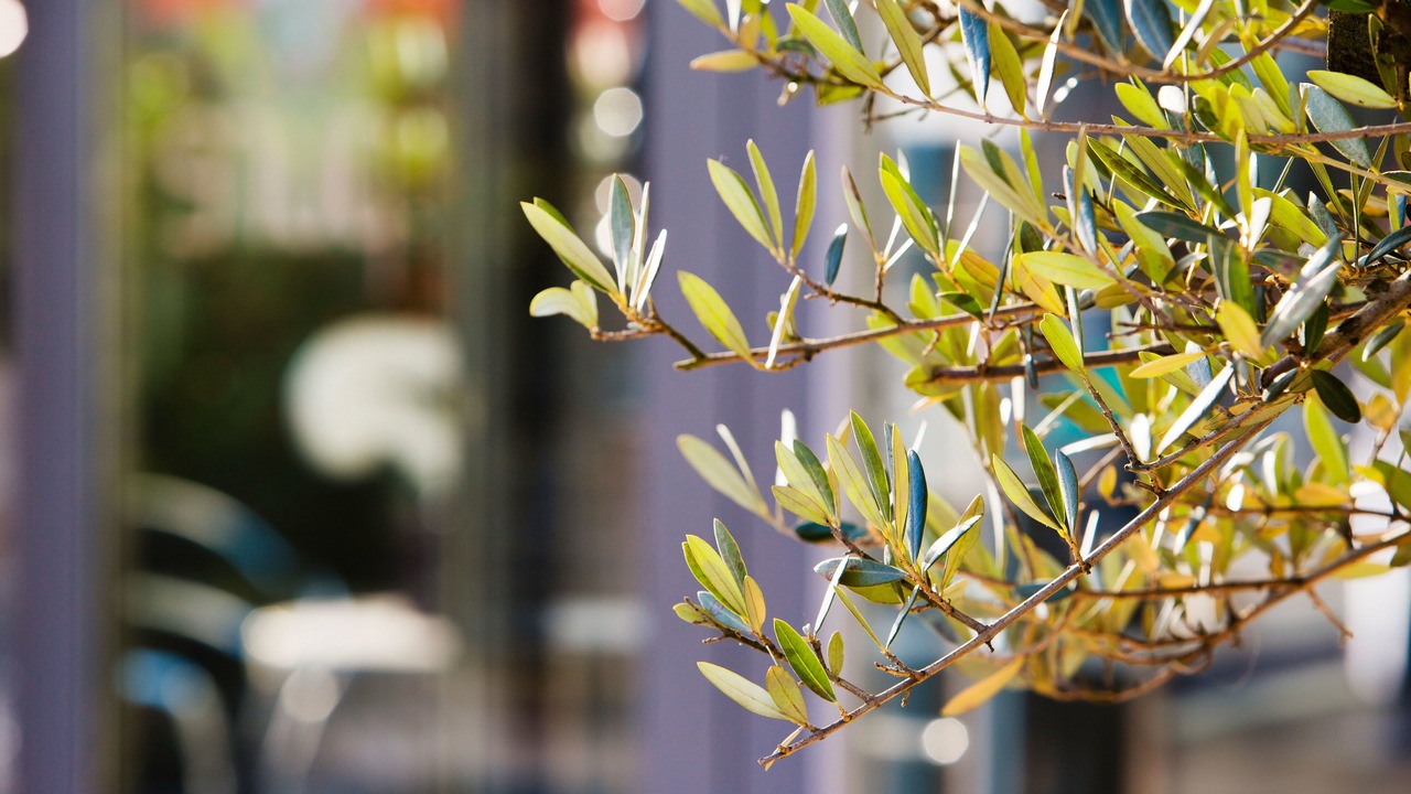 Photo of Outdoor in Olten