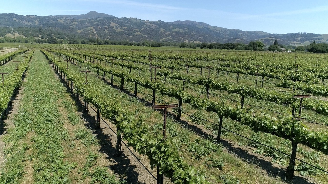 Photo of Others in Geyserville