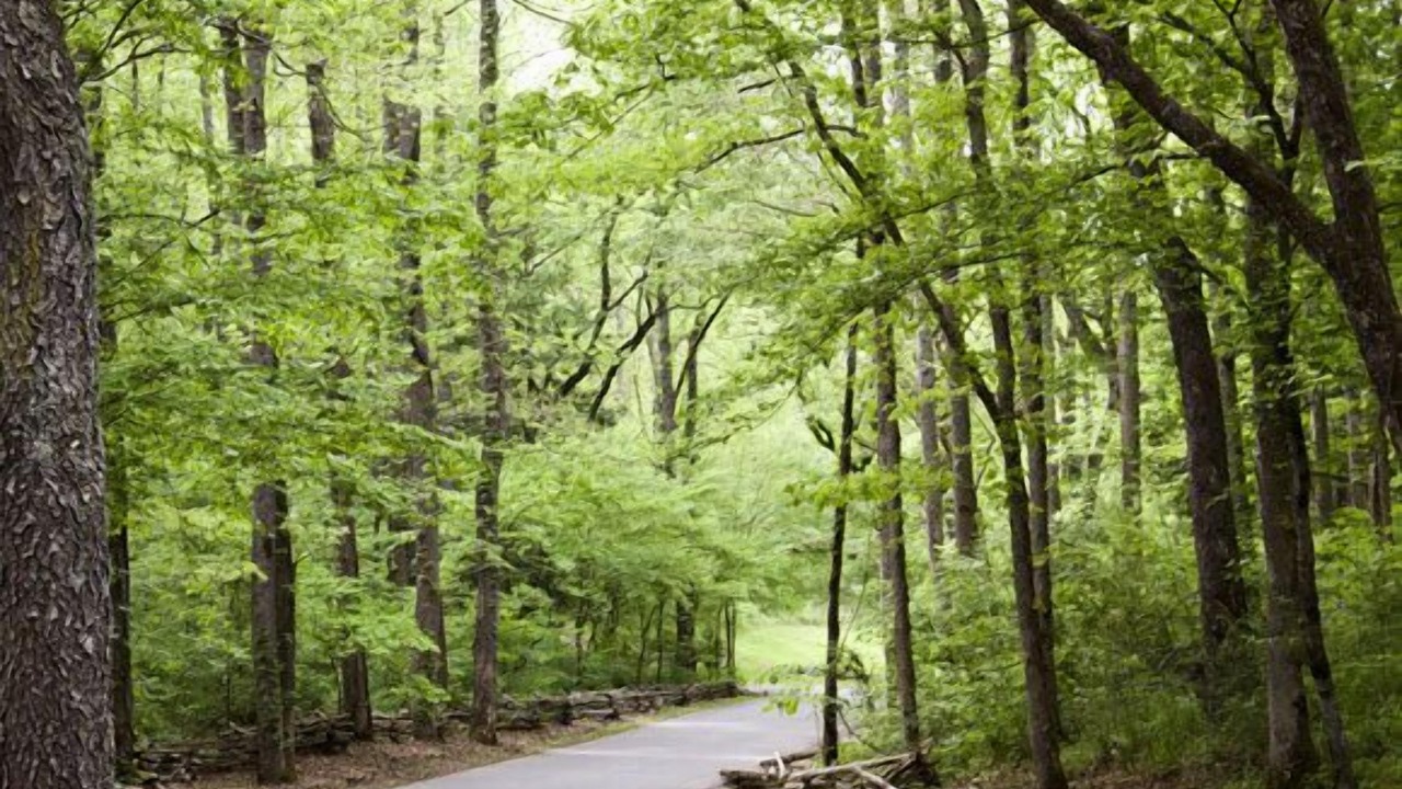 Photo of Outdoor in Townsend