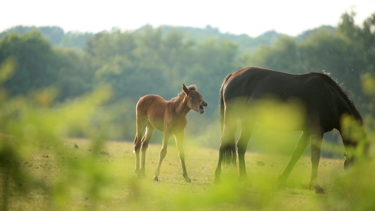 Photo of Outdoor in New Forest District