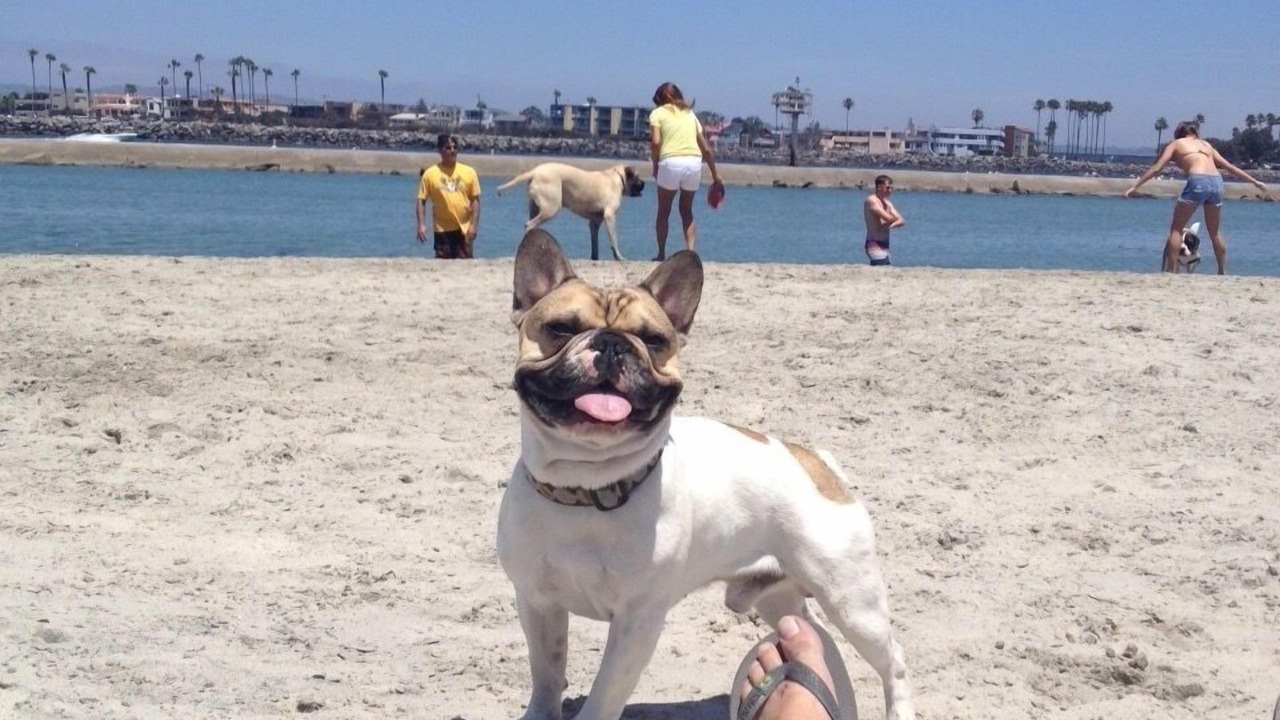 Photo of Others in Ocean Beach
