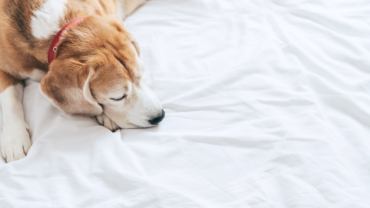 Photo of Others in Auburn