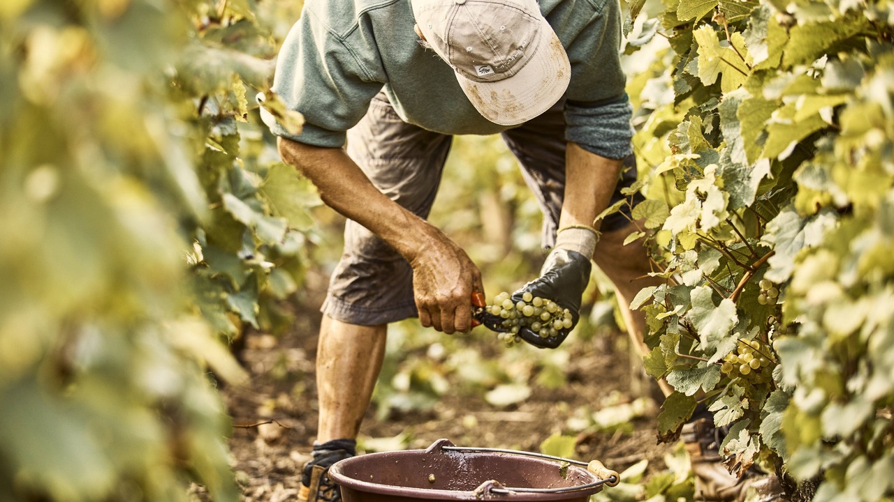 Photo of Others in Puligny-Montrachet