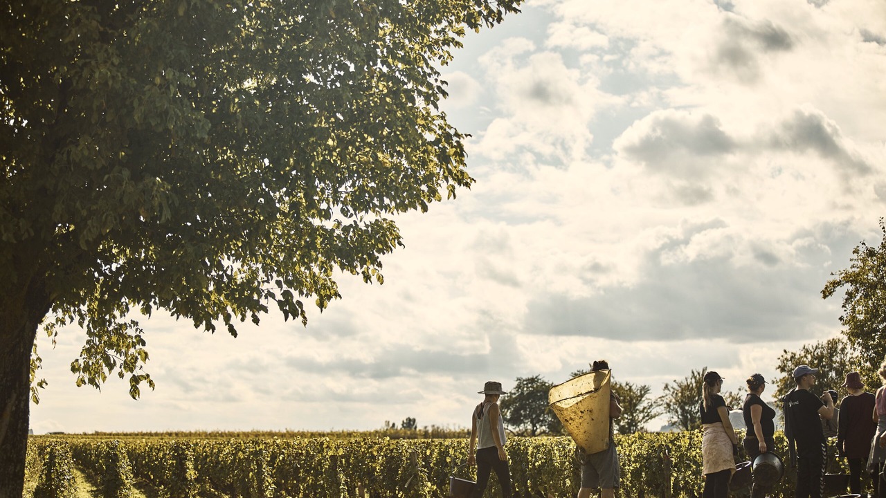 Photo of Others in Puligny-Montrachet