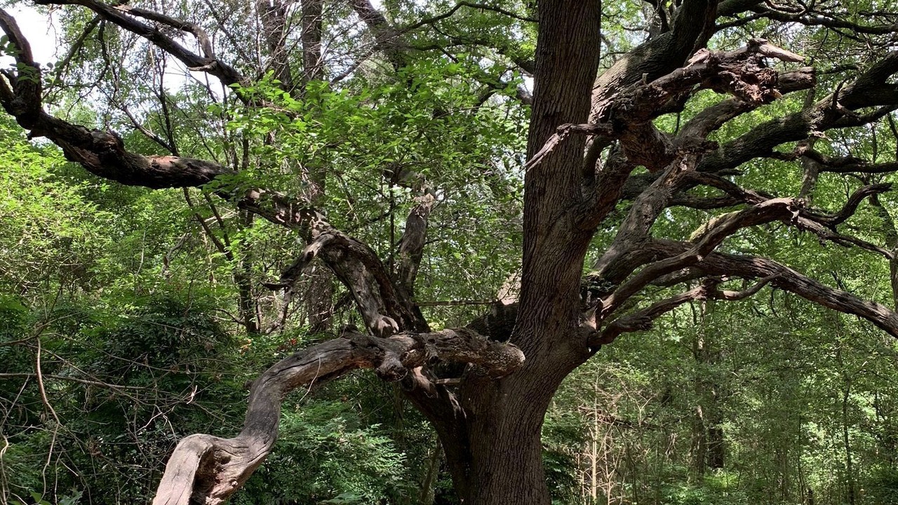 Photo of Outdoor in North Oaks