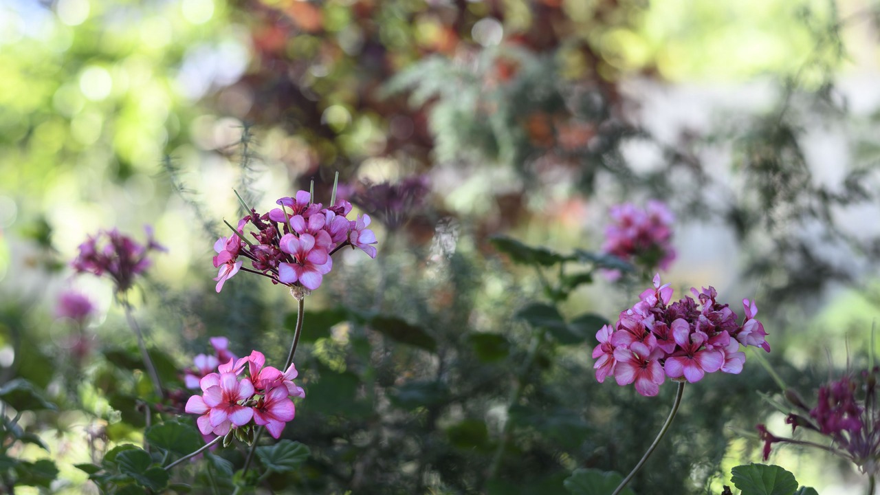 Photo of Outdoor in Tanunda