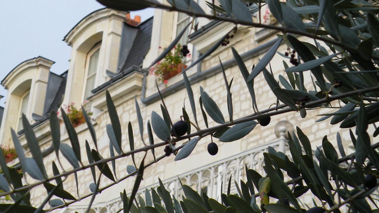 Photo of Outdoor in Chinon