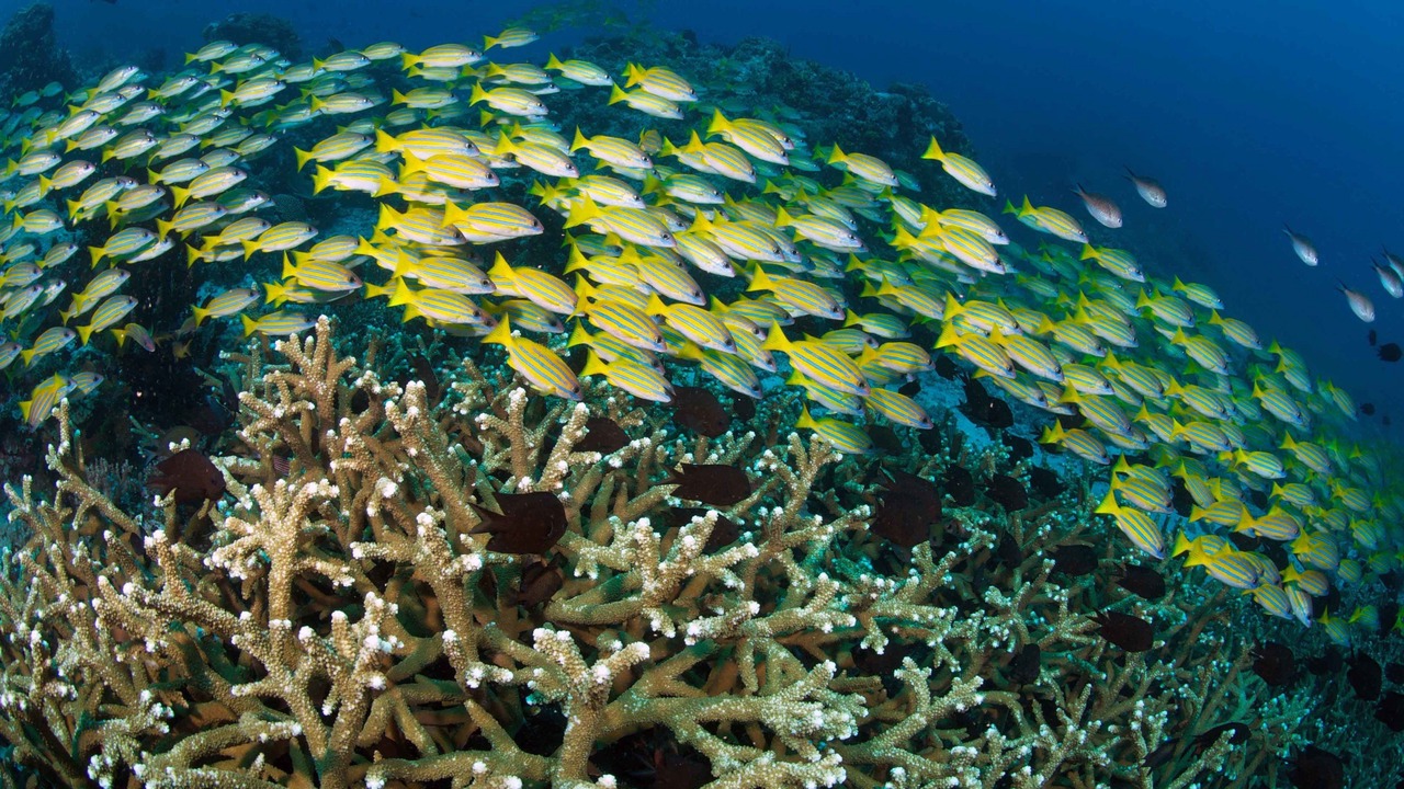 Photo of Others in Bangka Island
