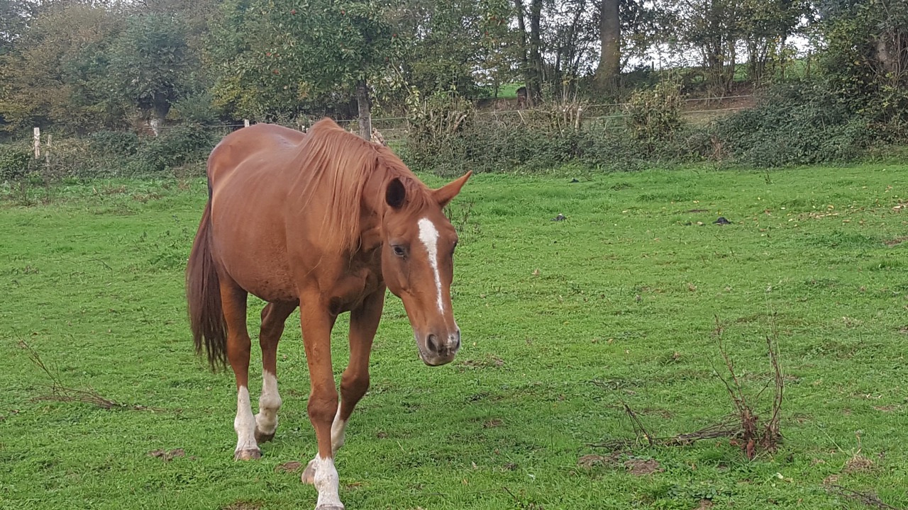 Photo of Outdoor in Aubry-le-Panthou