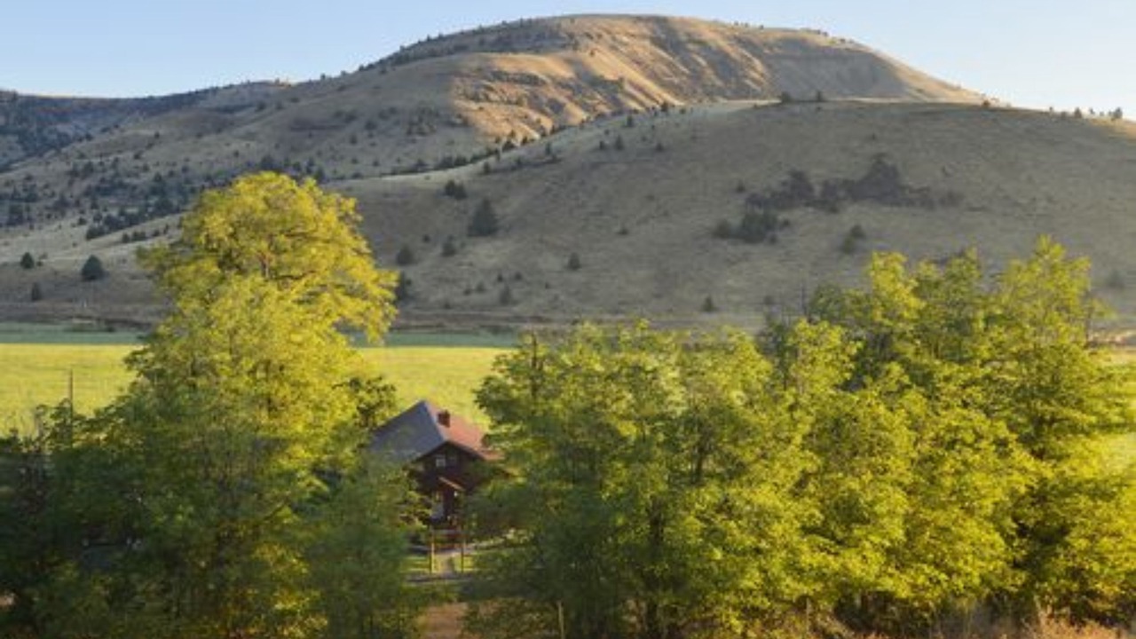 Photo of Others in Fossil