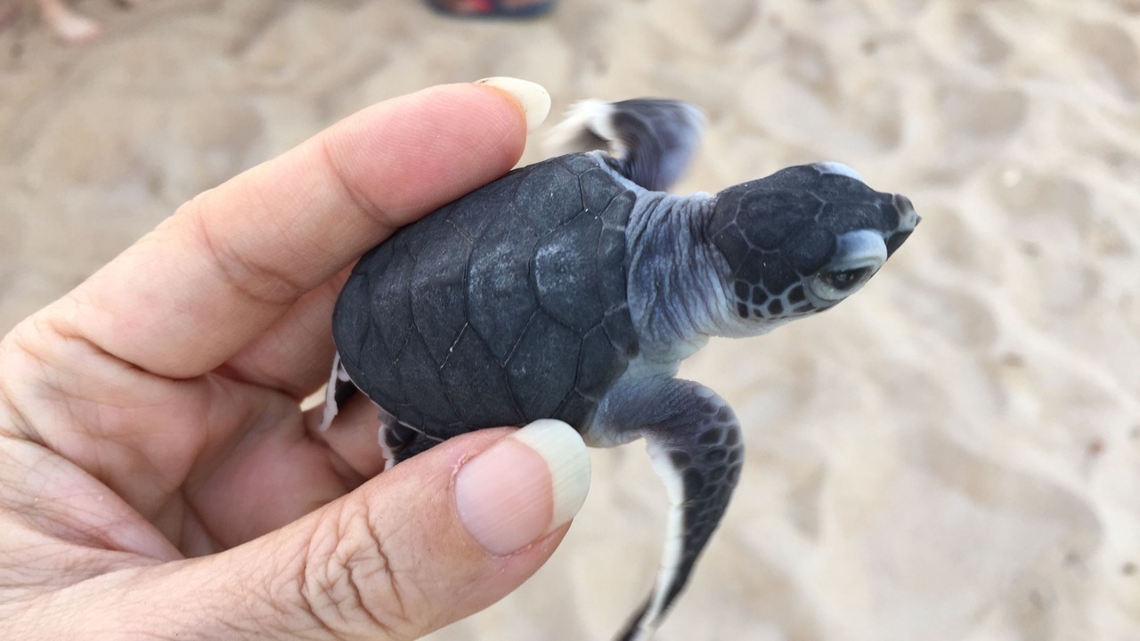 Photo of Others in Cherating
