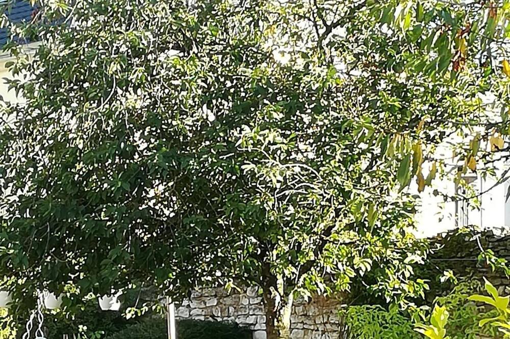 Photo of Outdoor in Chabournay