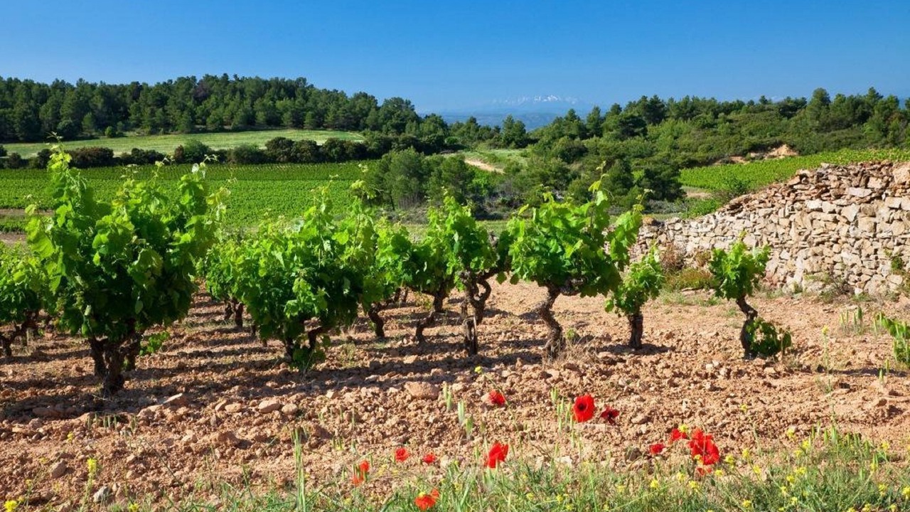 Photo of Outdoor in Caunes-Minervois