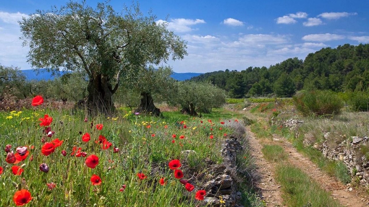 Photo of Outdoor in Caunes-Minervois