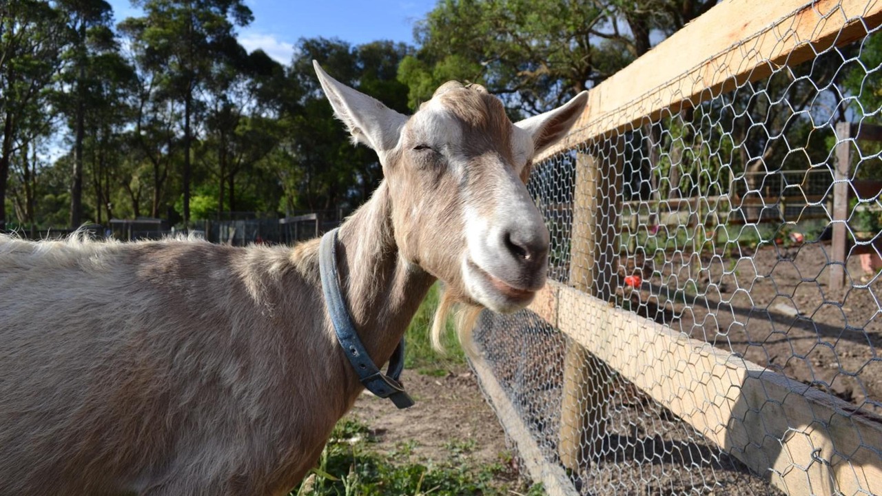 Photo of Outdoor in Yellingbo
