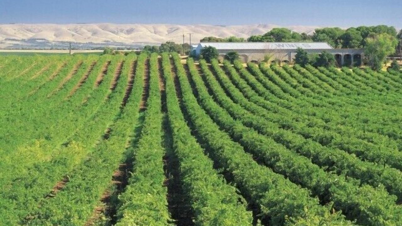 Photo of Outdoor in McLaren Vale