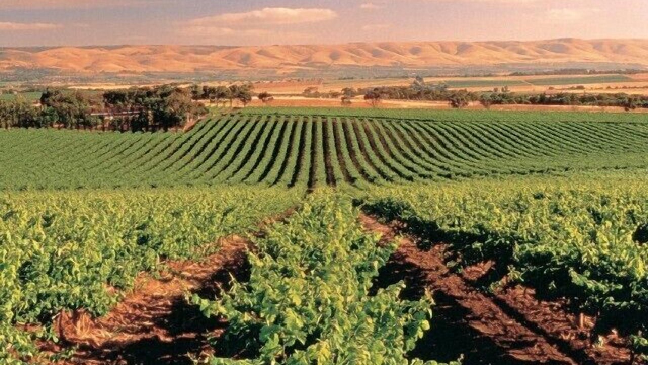 Photo of Outdoor in McLaren Vale