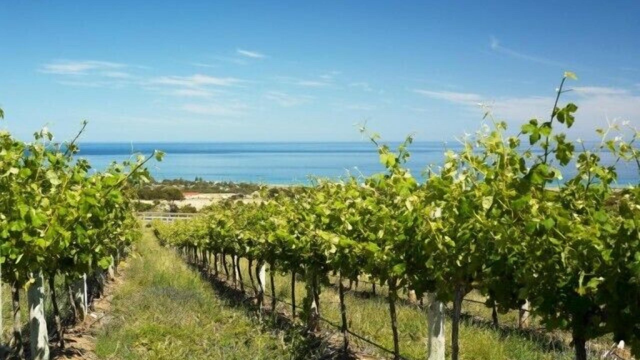 Photo of Outdoor in McLaren Vale