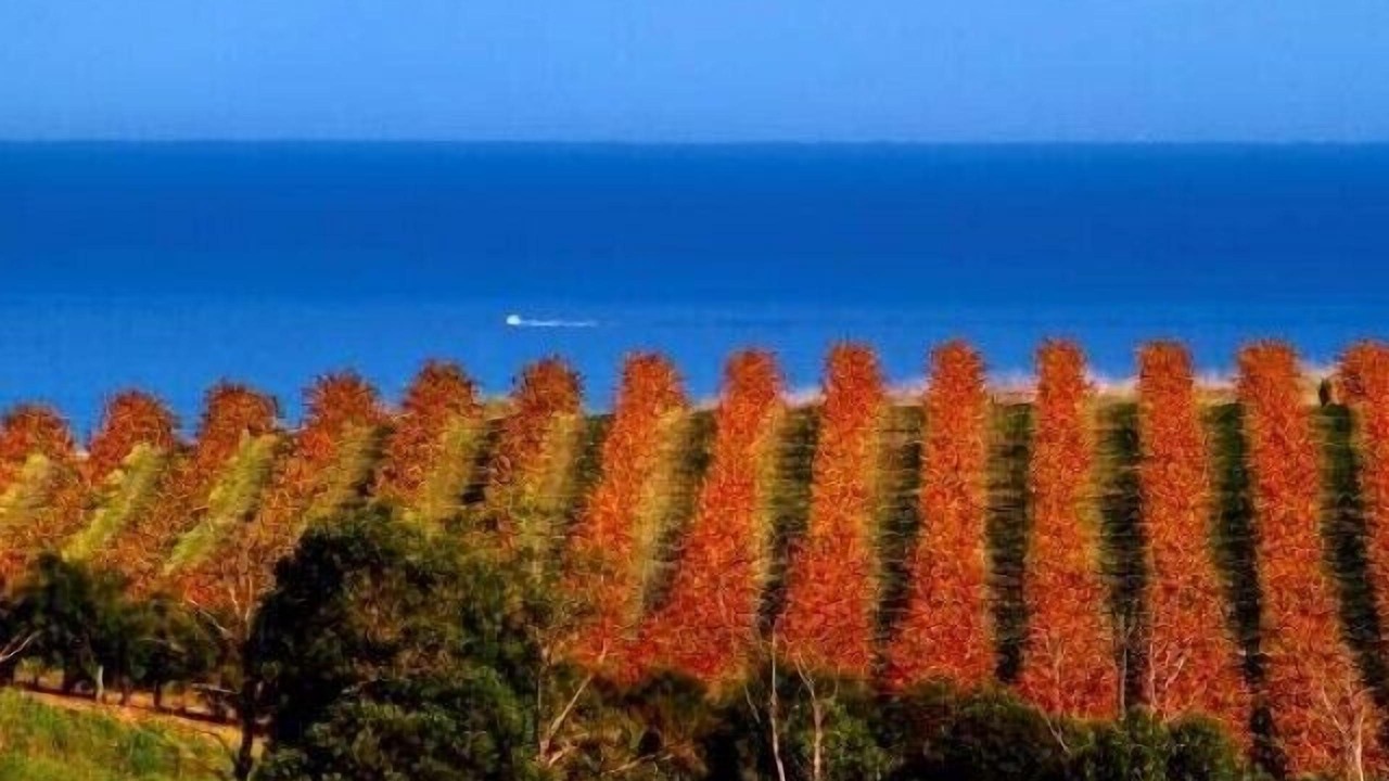 Photo of Others in McLaren Vale