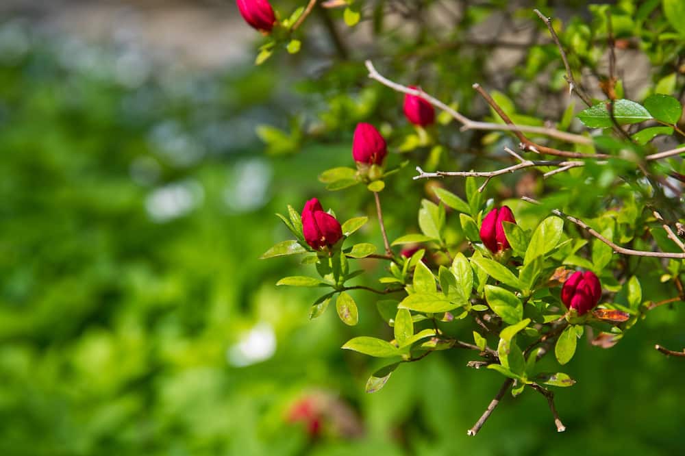 Photo of Outdoor in Roxborough