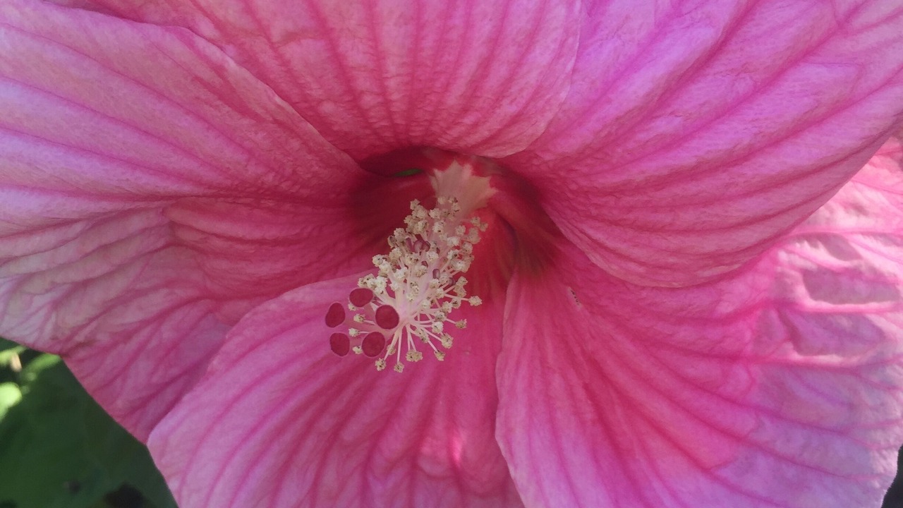 Photo of Others in Foix