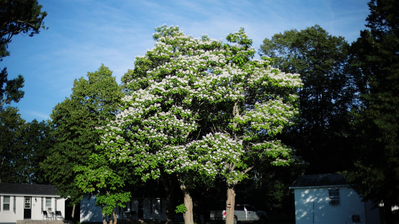 Photo of Outdoor in Bridgetown
