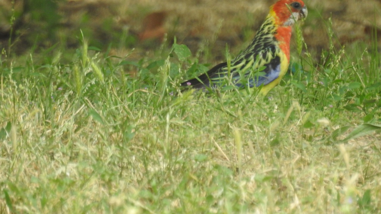 Photo of Outdoor in Rutherglen