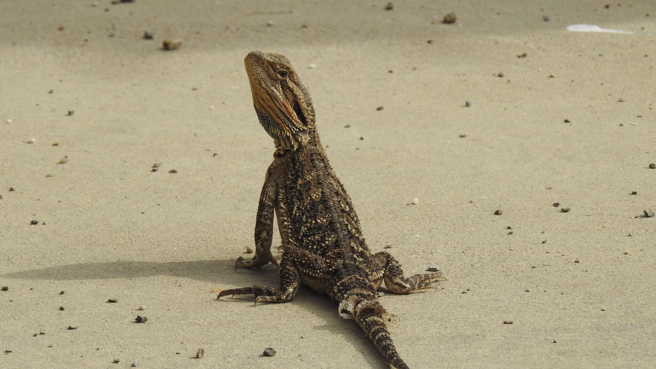Photo of Outdoor in Rutherglen