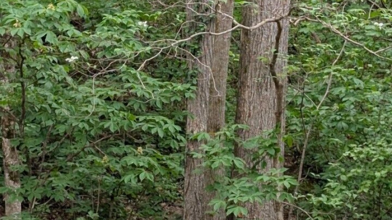 Photo of Outdoor in Garfield