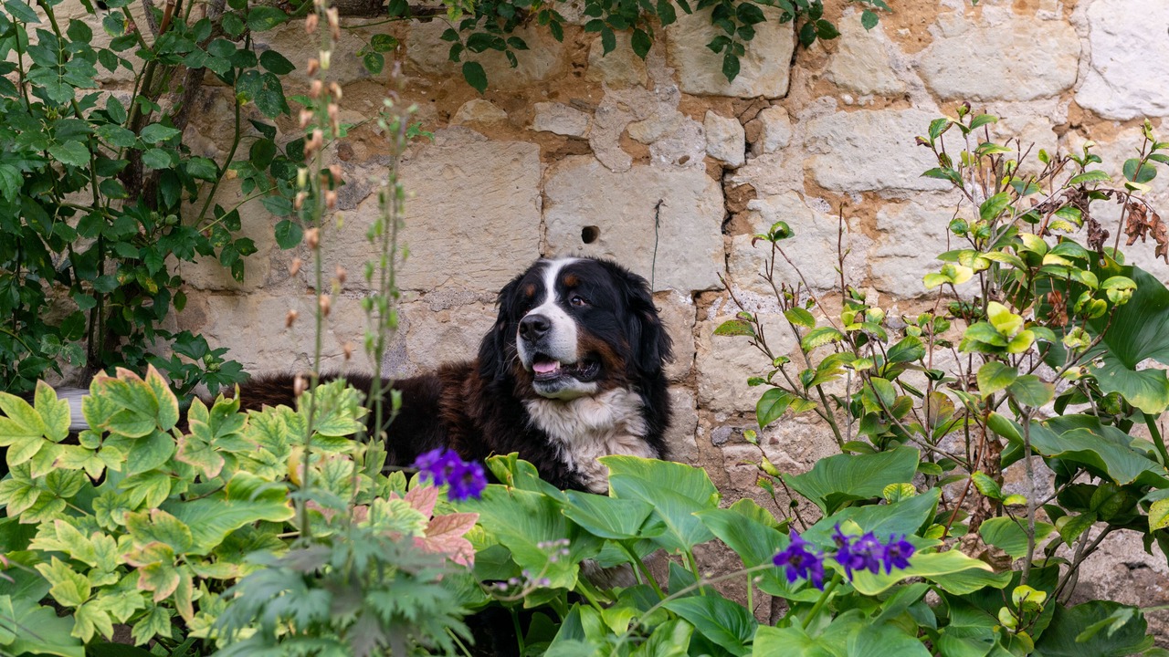 Photo of Others in Fontevraud-l'Abbaye