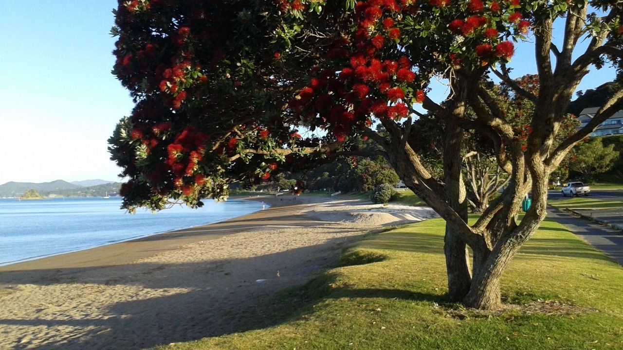 Photo of Others in Paihia