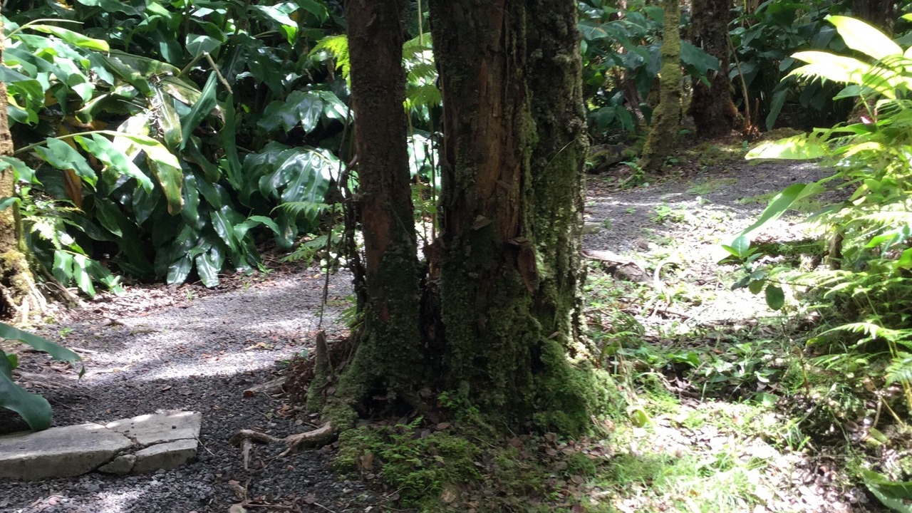 Photo of Outdoor in Volcano