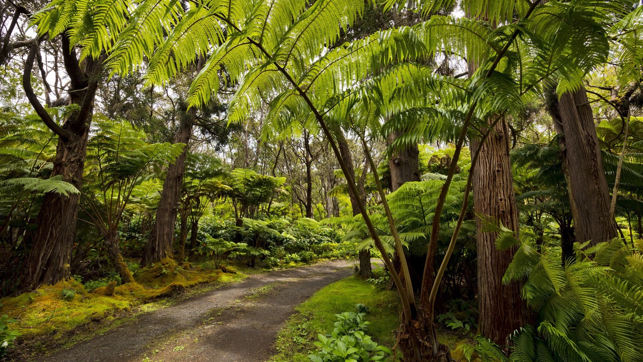 Photo of Outdoor in Volcano