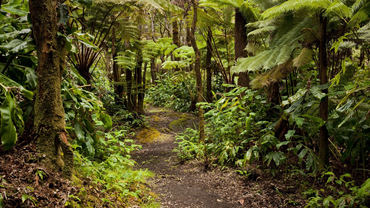 Photo of Outdoor in Volcano