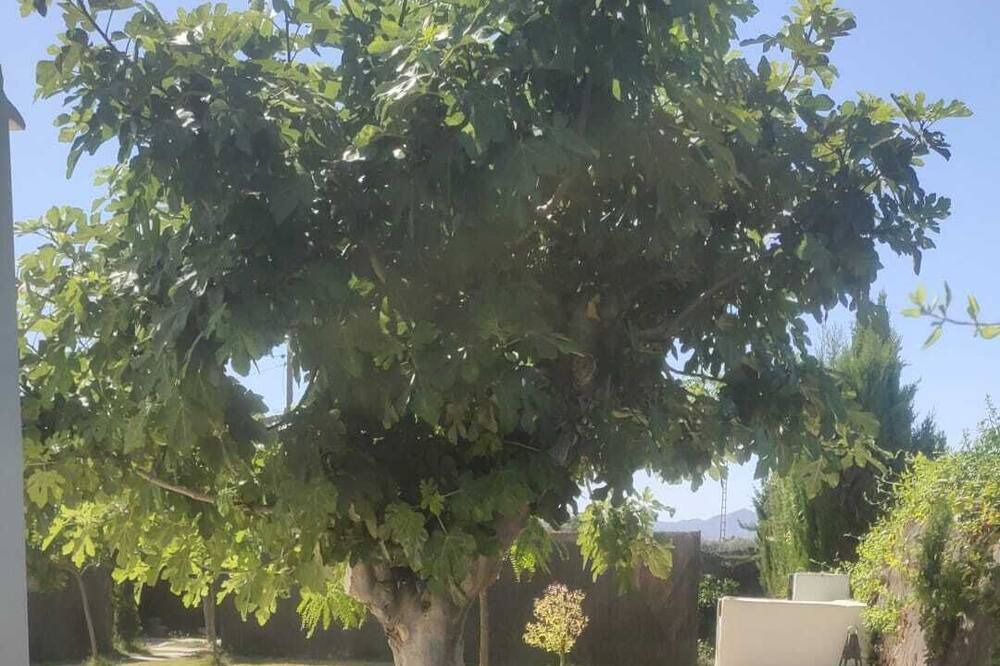 Photo of Outdoor in San Juan de Alicante