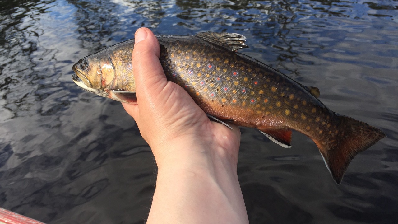 Photo of Outdoor in Greenville Junction