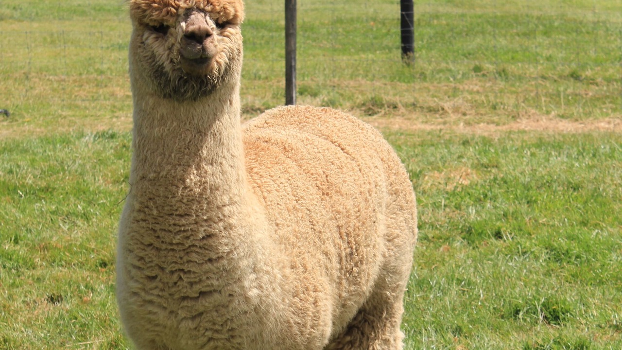 Photo of Others in Kaiapoi