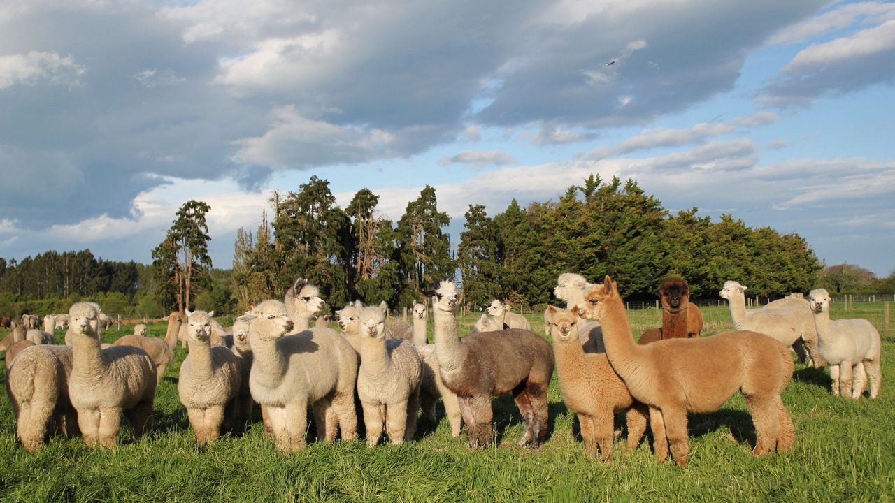 Photo of Others in Kaiapoi