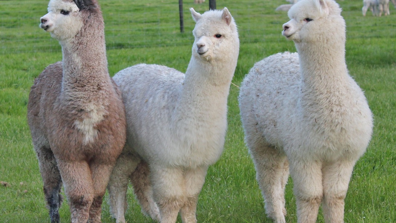 Photo of Others in Kaiapoi