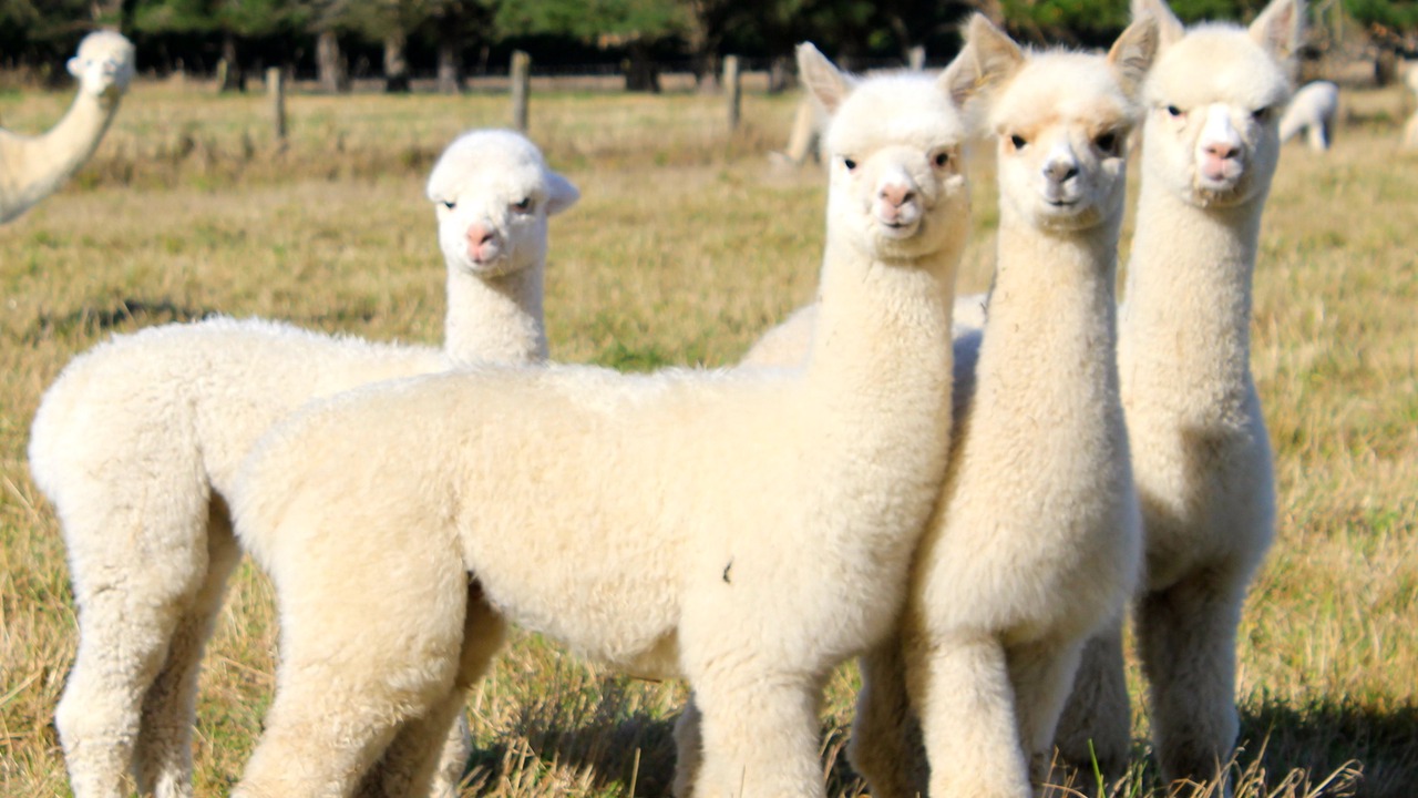 Photo of Others in Kaiapoi