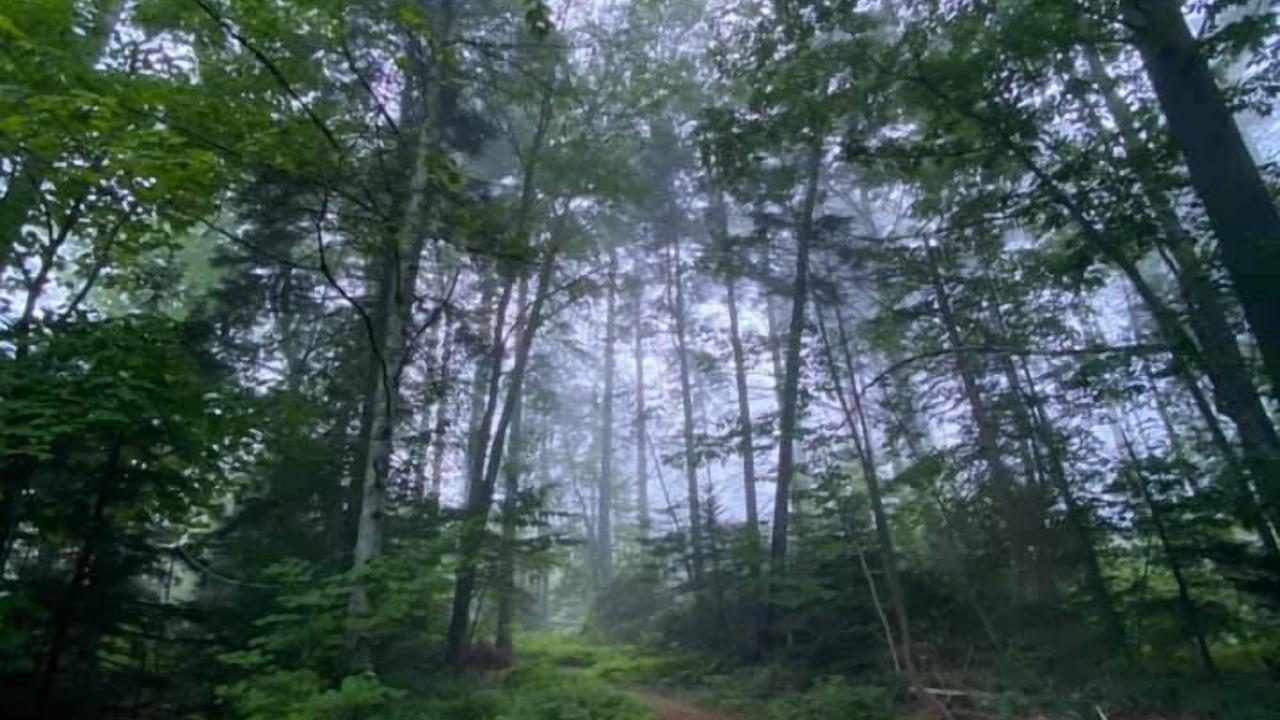 Photo of Outdoor in Lincolnville