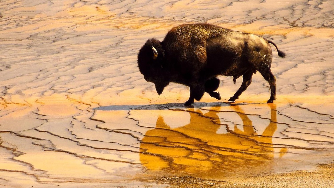 Photo of Others in West Yellowstone