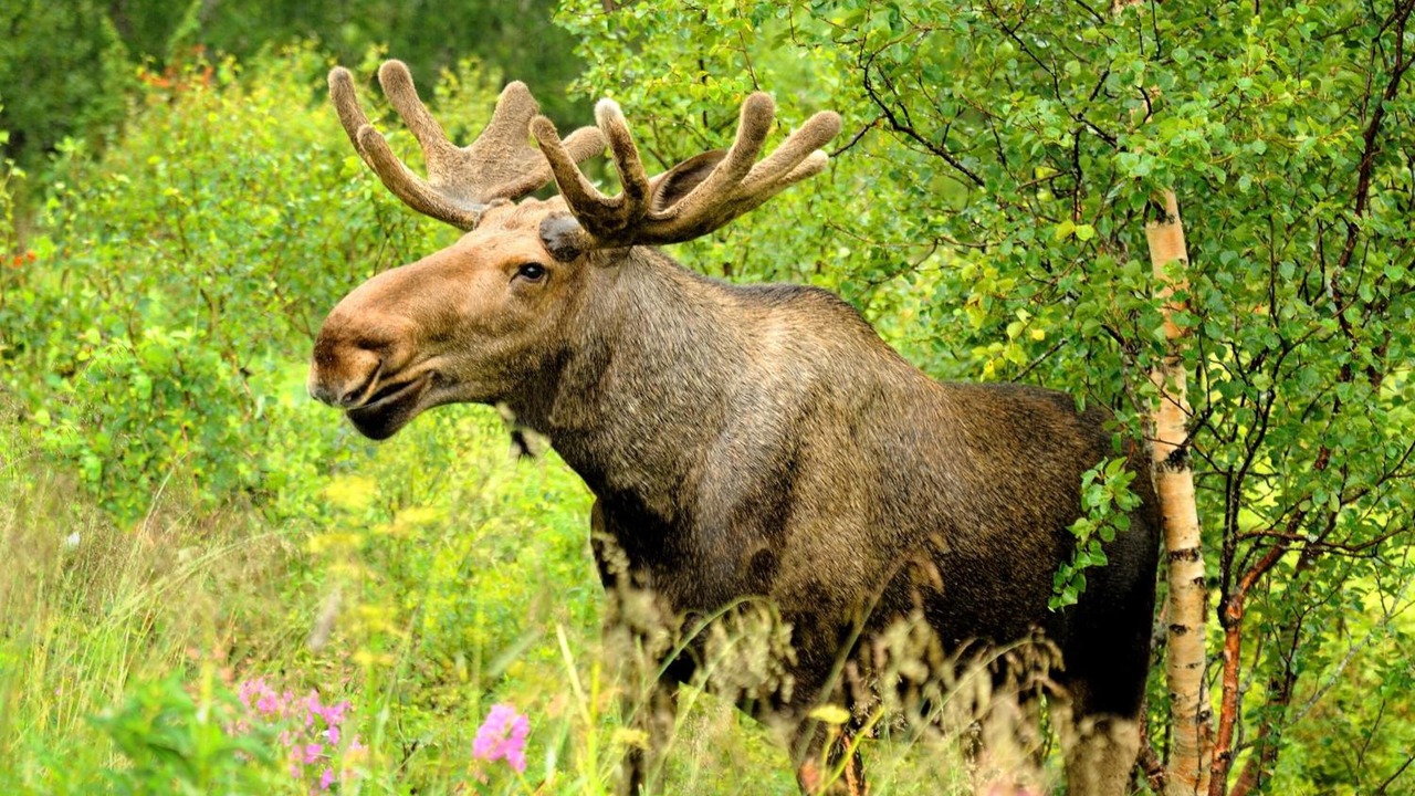 Photo of Outdoor in West Yellowstone