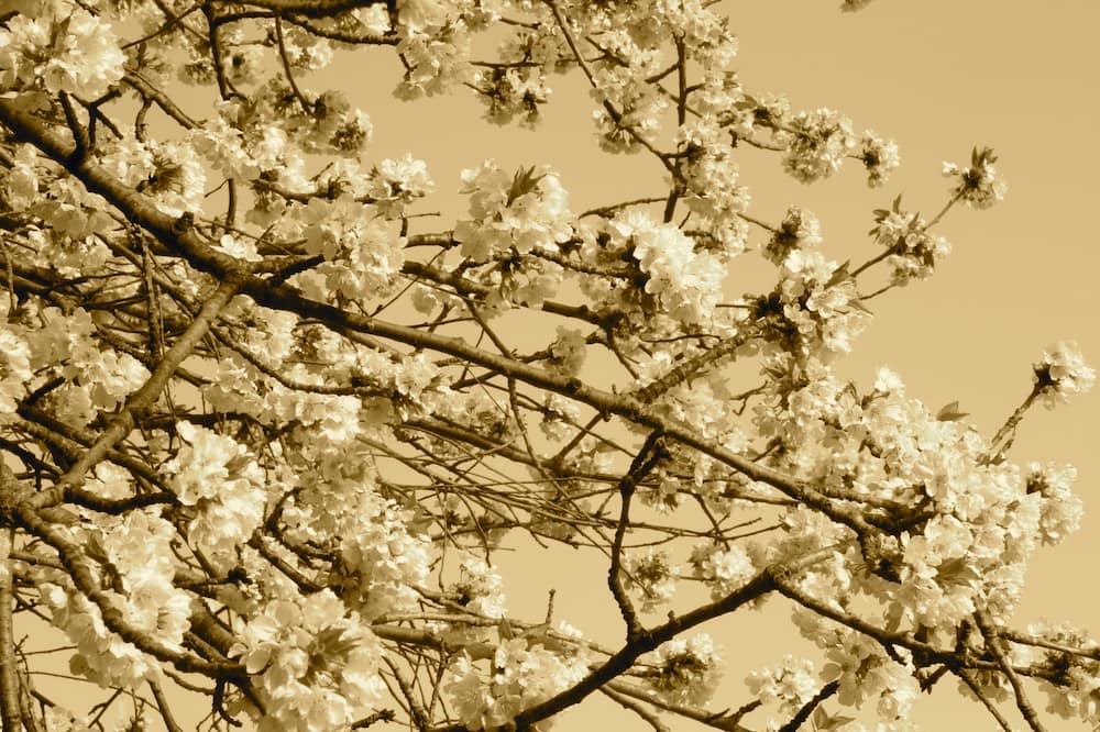 Photo of Others in Peille