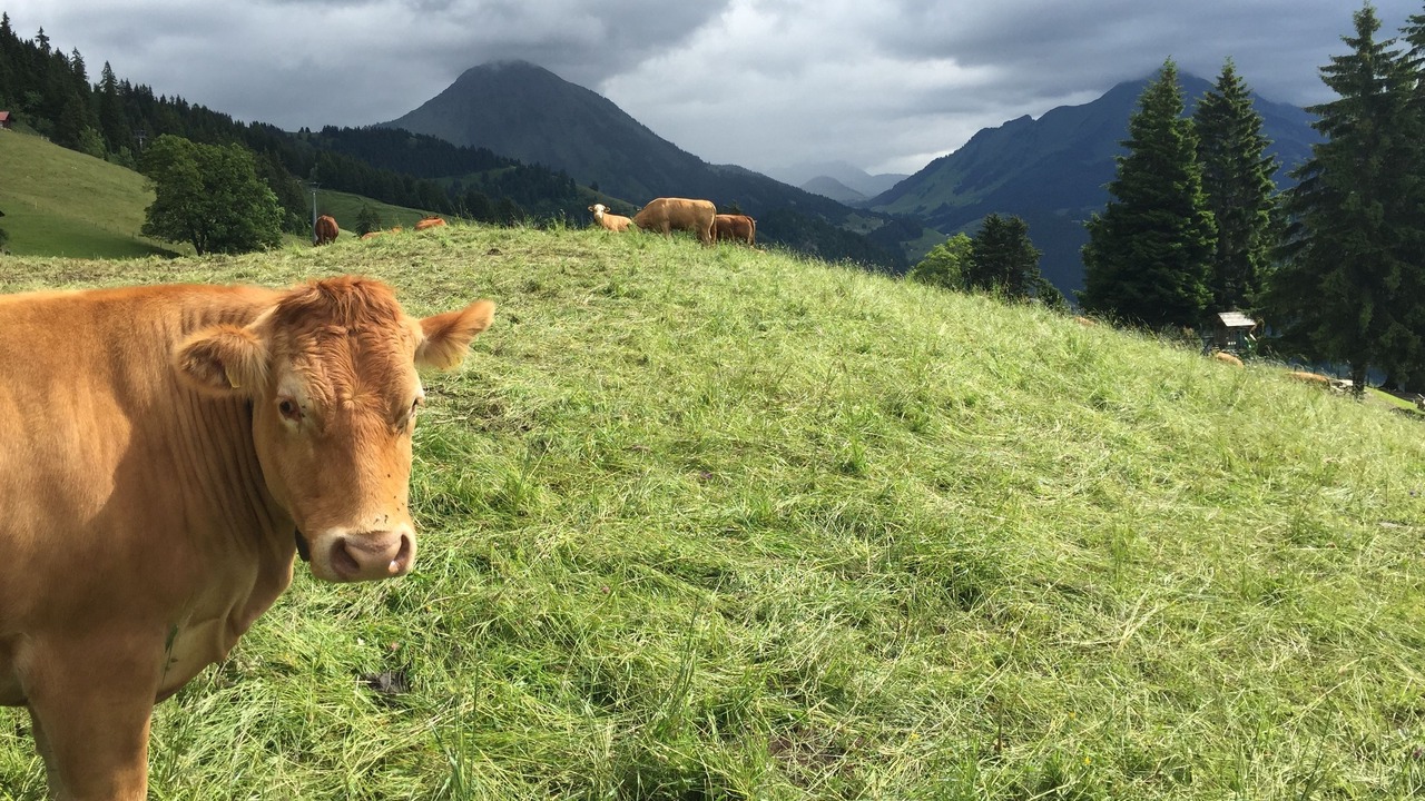 Photo of Outdoor in Leysin