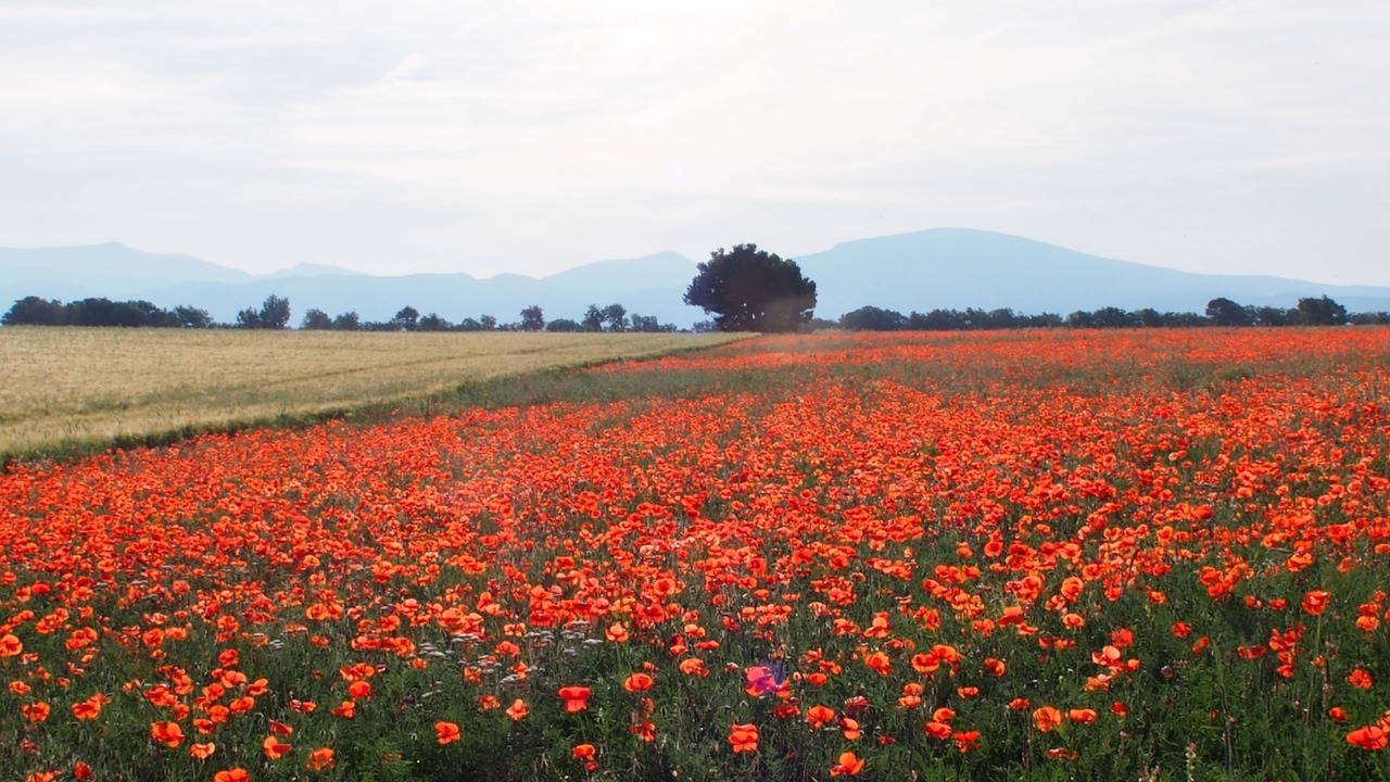 Photo of Outdoor in Saint-Laurent-du-Verdon