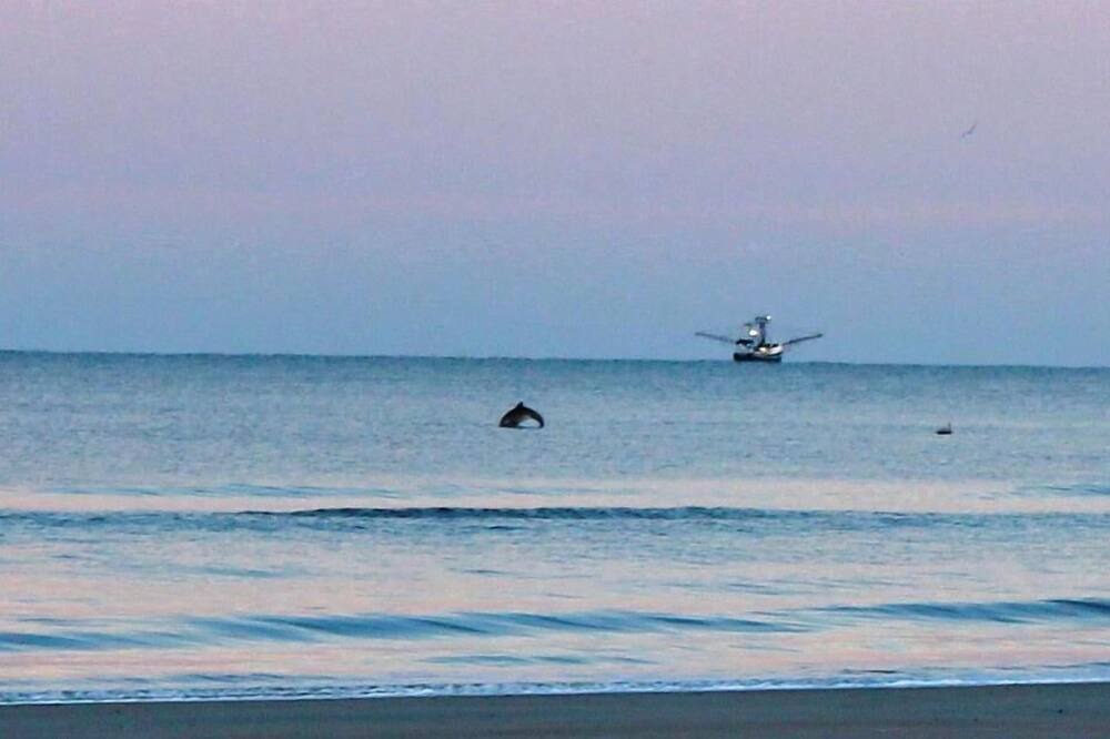 Photo of Others in American Beach