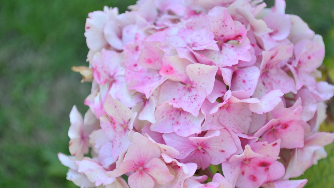 Photo of Others in Wimereux