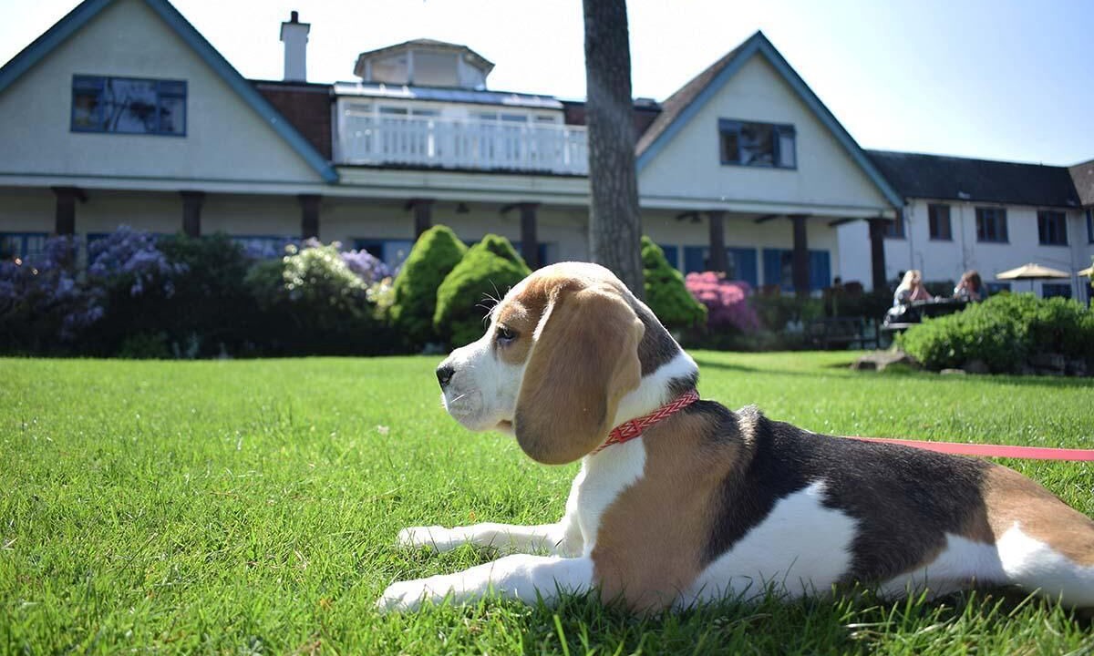Photo of Others in Studland